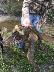 Macrochelys temminckii