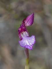 Anacamptis papilionacea