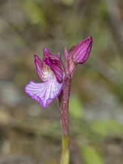 Anacamptis papilionacea