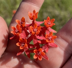 Asclepias lanceolata image