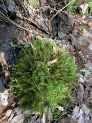 Polytrichum pallidisetum