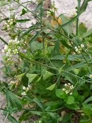 Capsella bursa-pastoris