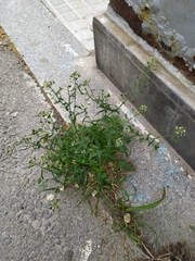 Capsella bursa-pastoris