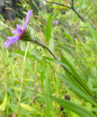 Erigeron glacialis glacialis