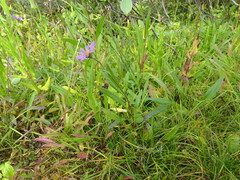 Erigeron glacialis glacialis