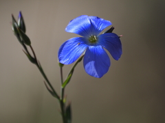 Linum narbonense