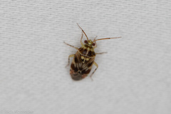 Tropidosteptes quercicola