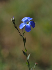 Linum narbonense