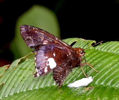 Epargyreus nutra