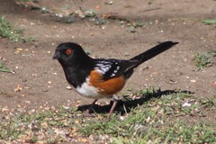 Pipilo maculatus curtatus