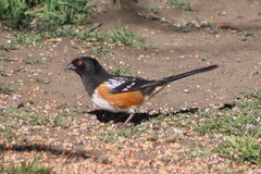 Pipilo maculatus curtatus