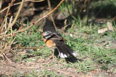 Pipilo maculatus curtatus