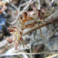 Phyllomorpha laciniata