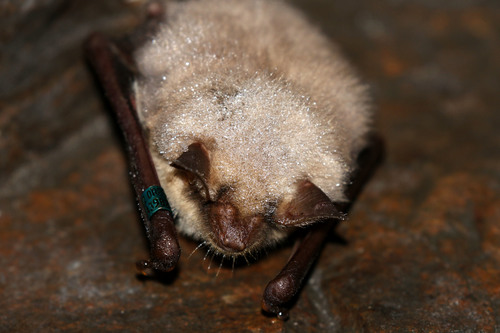 Mouse-eared Bat, Leipzig, DE-SN, DE, photo 8 of 10