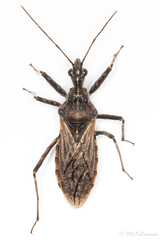 Coranus tuberculifer