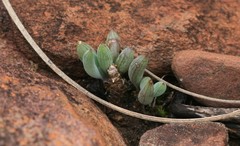 Curio crassulifolius