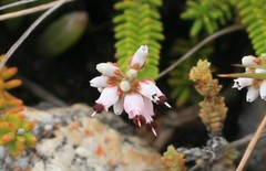 Erica petraea