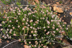 Erica petraea