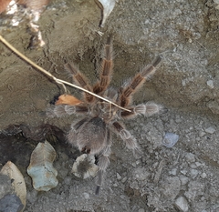 Grammostola rosea