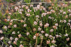 Erica petraea