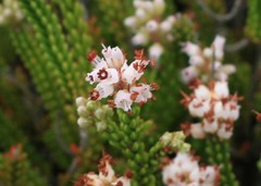 Erica petraea