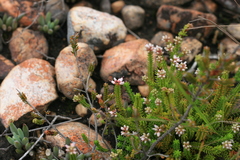Erica petraea