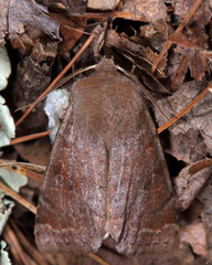Orthosia rubescens