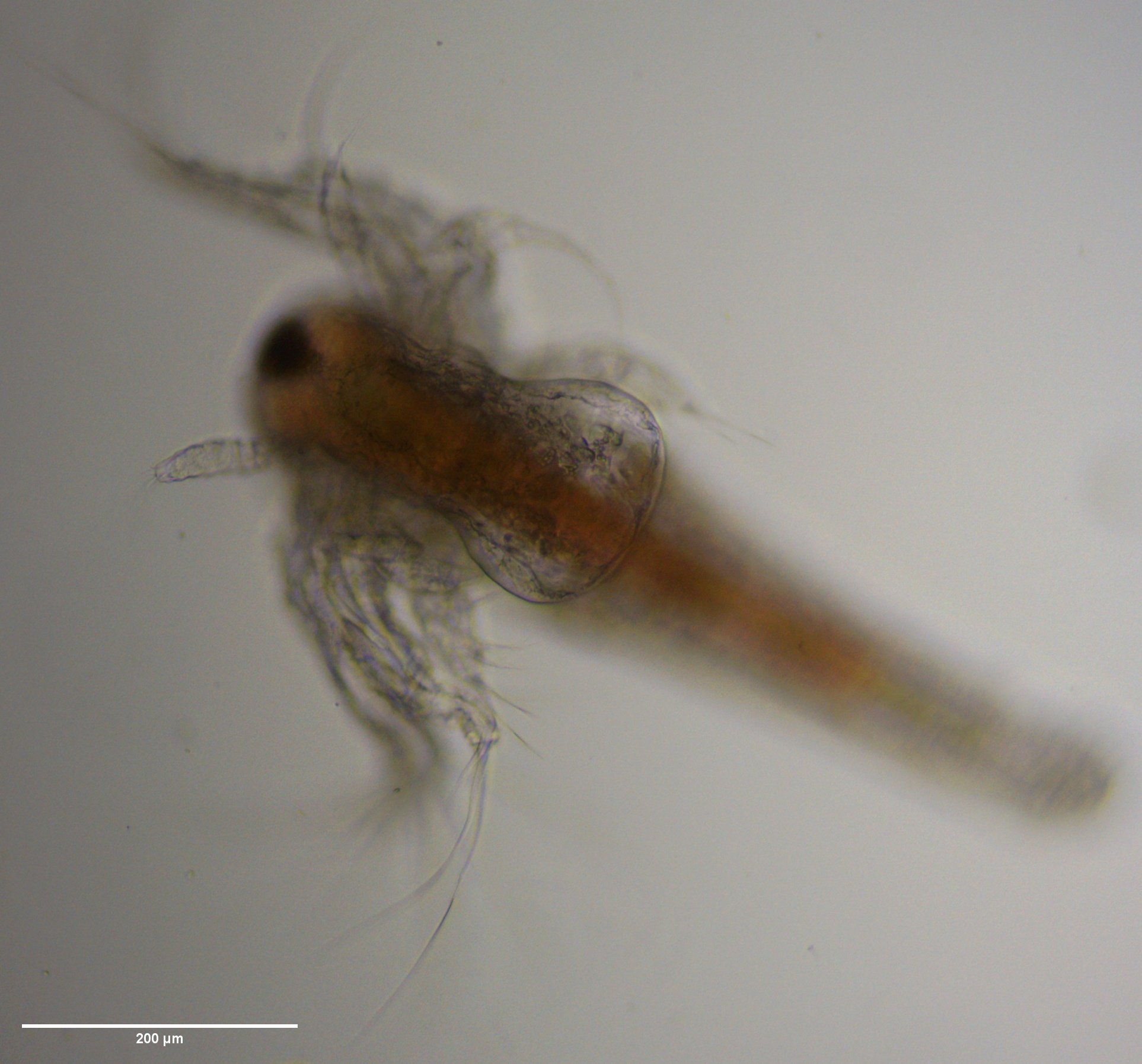 Artemia monica Verrill, 1869