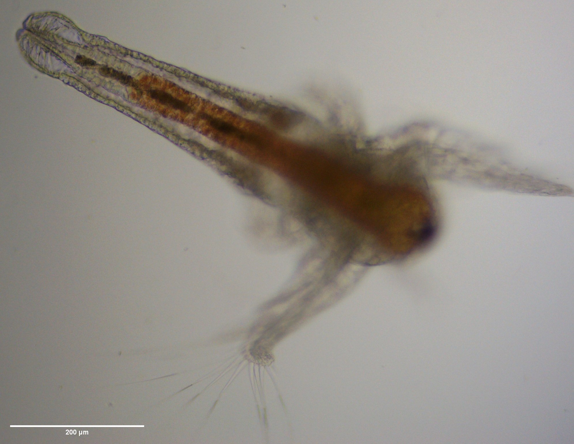 Artemia monica Verrill, 1869