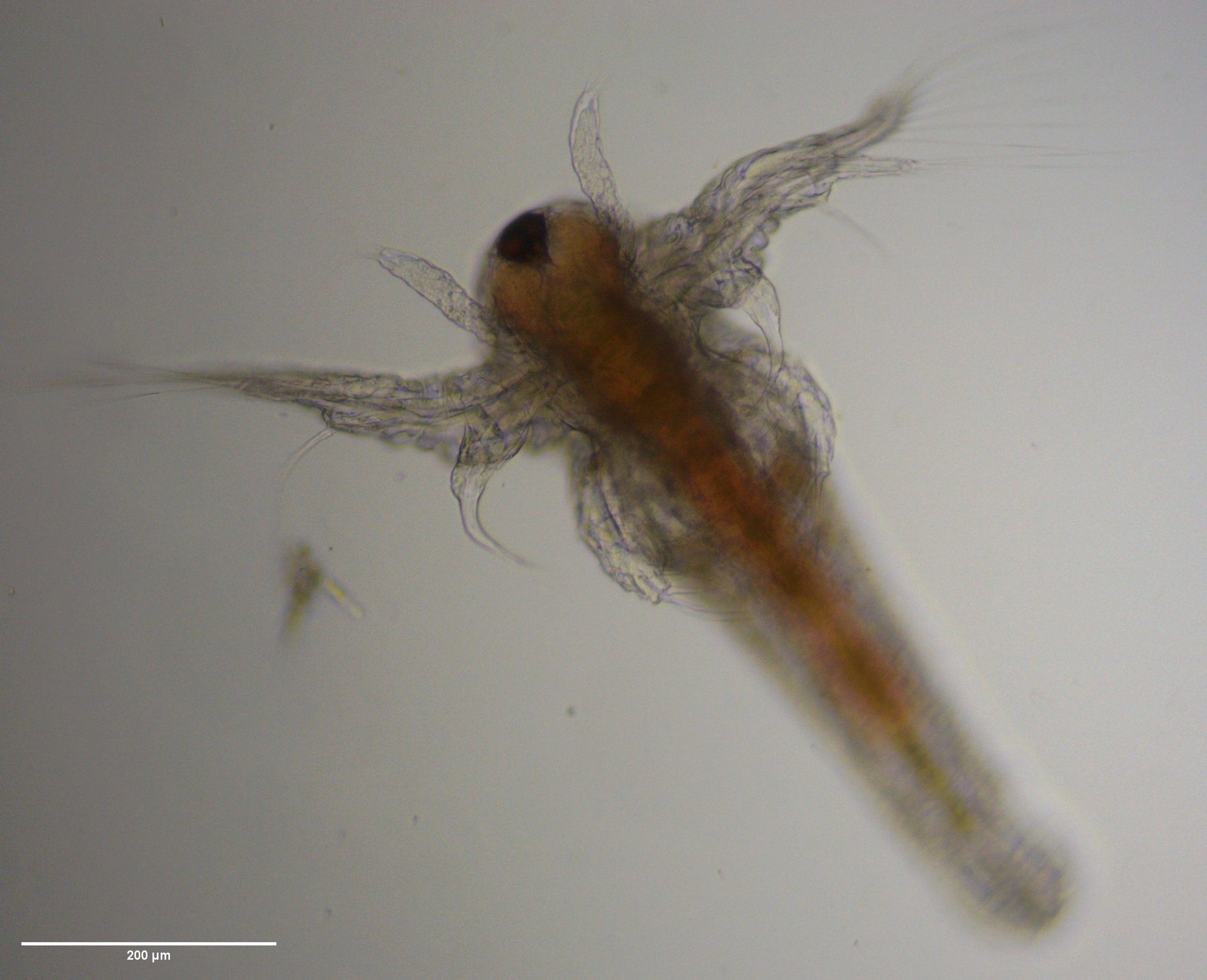 Artemia monica Verrill, 1869