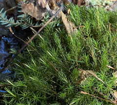 Polytrichum pallidisetum