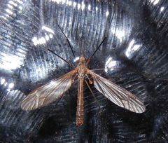 Tipula pagana