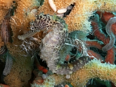 Hippocampus comes