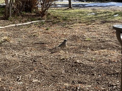 Aphelocoma woodhouseii