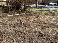 Aphelocoma woodhouseii