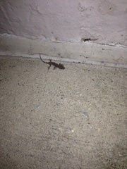 Hemidactylus turcicus