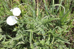 Phacelia egena