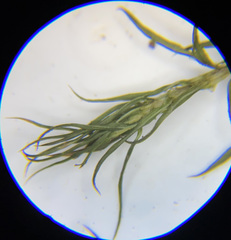 Polytrichum pallidisetum