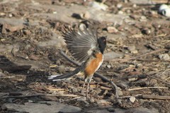 Pipilo maculatus curtatus