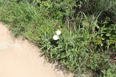 Phacelia egena
