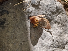 Ormiscodes amphimone