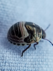 Orsilochides stictica