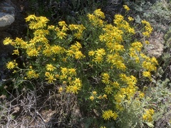 Senecio lyonii
