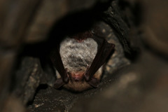 Myotis