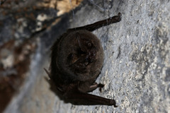 Barbastella barbastellus