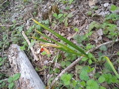 Iris foetidissima