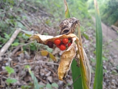 Iris foetidissima