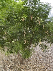 Dermatophyllum