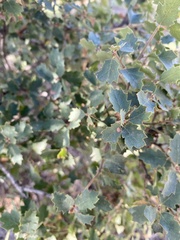Quercus × alvordiana