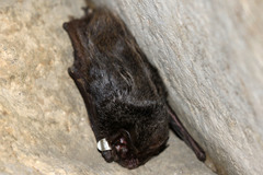 Barbastella barbastellus